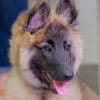 Harry the Belgian Tervuren Shepherd