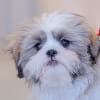 Louie the Shih Tzu