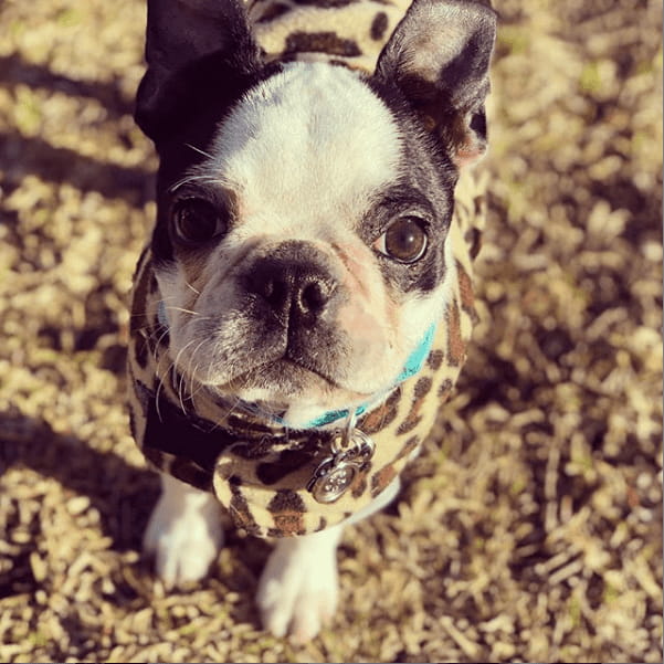Cutlet BostonTerrier