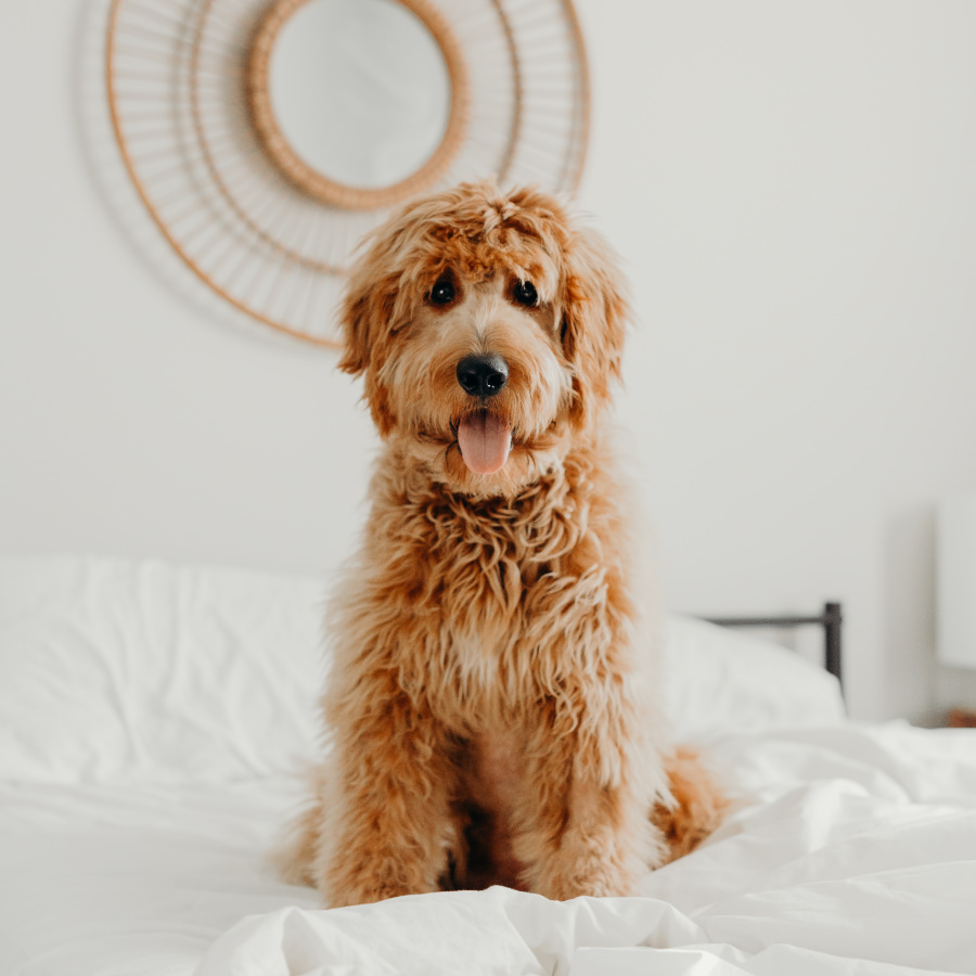 Puppy at home sitting on the bed