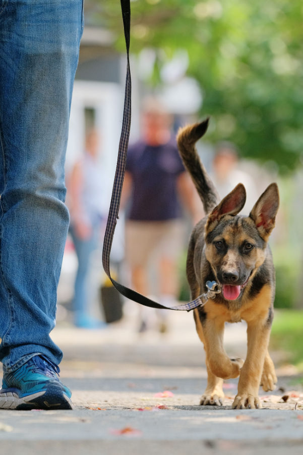 Puppy on a loose lead