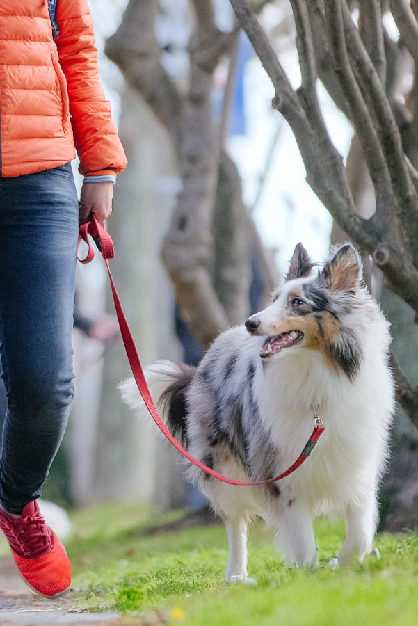 Dog on a loose lead walking, looking at owner